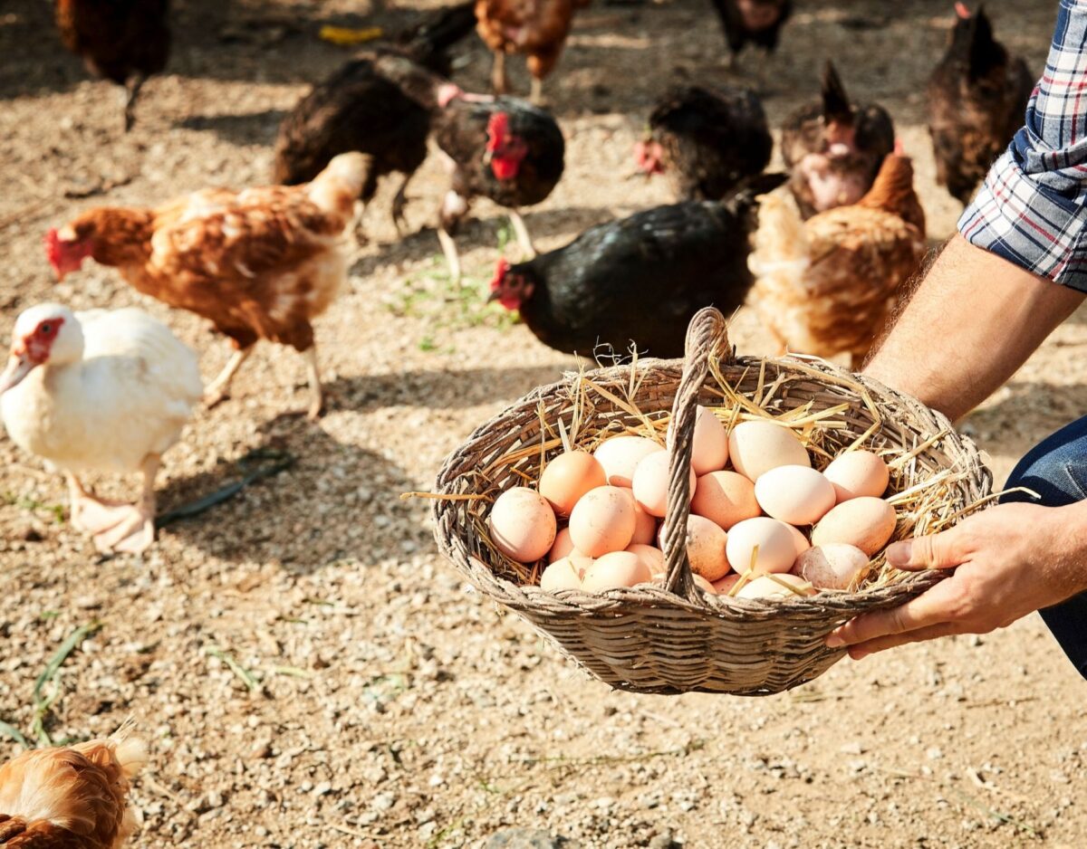 Eier-Code Hühner