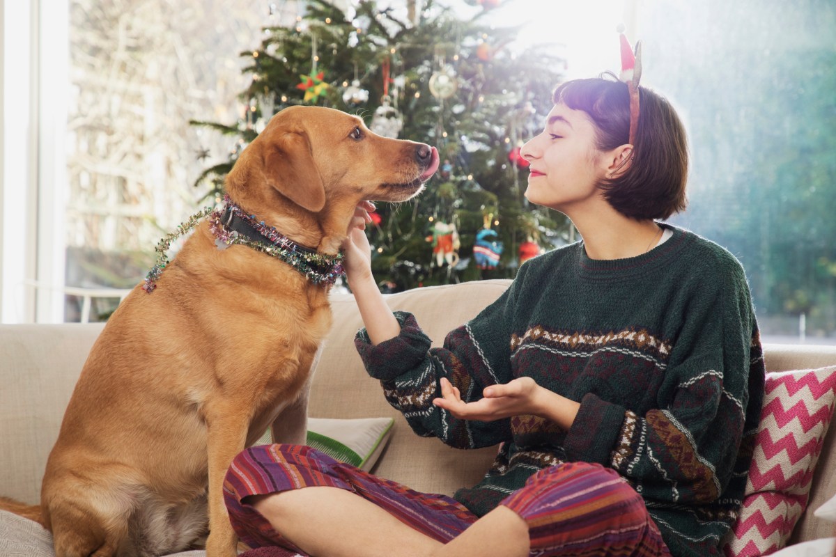 Hund Weihnachten Adventskalender