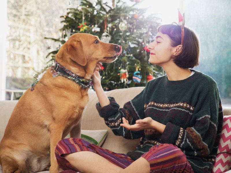 Hund Weihnachten Adventskalender