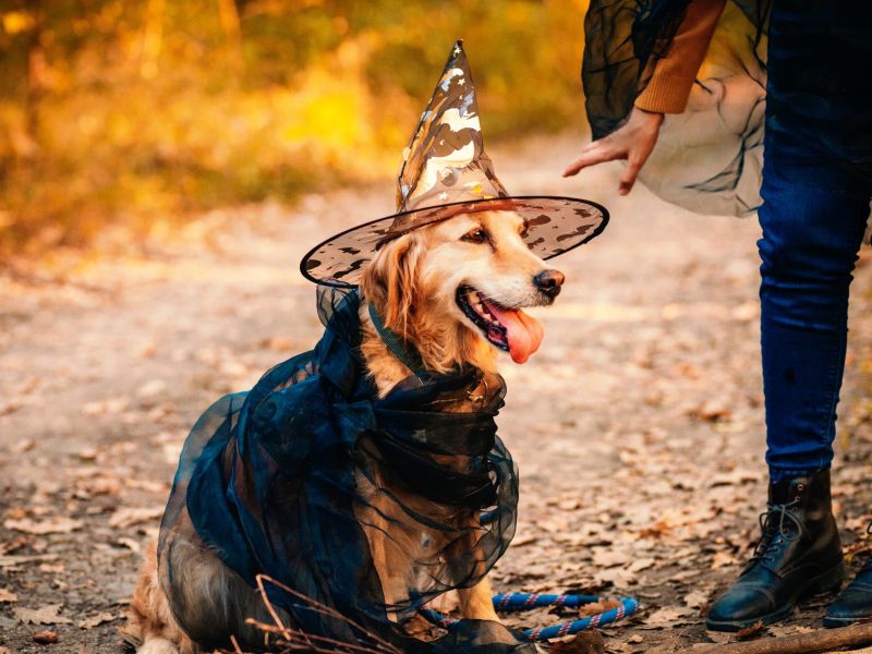 Hundekostüm an Halloween
