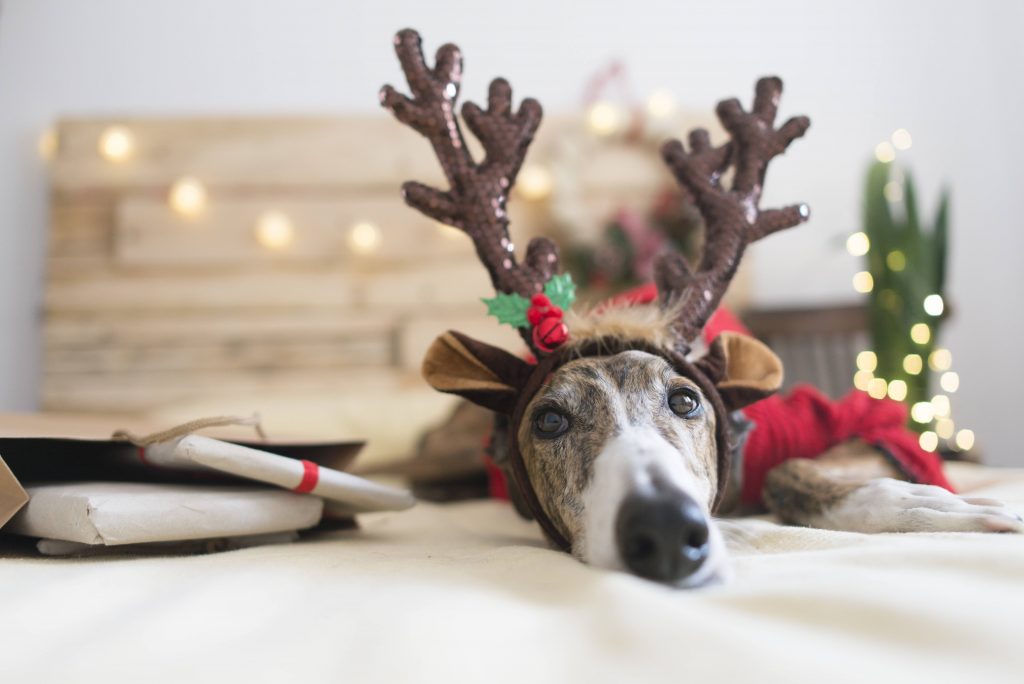 Adventskalender für Hunde