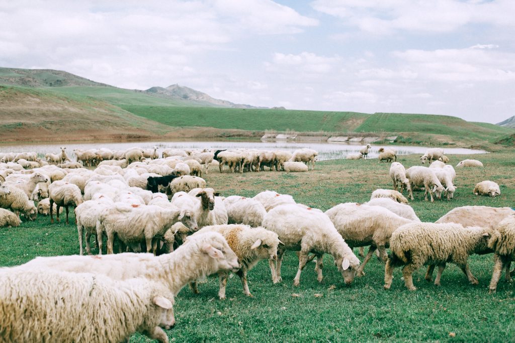 Schafe, Wollpullover