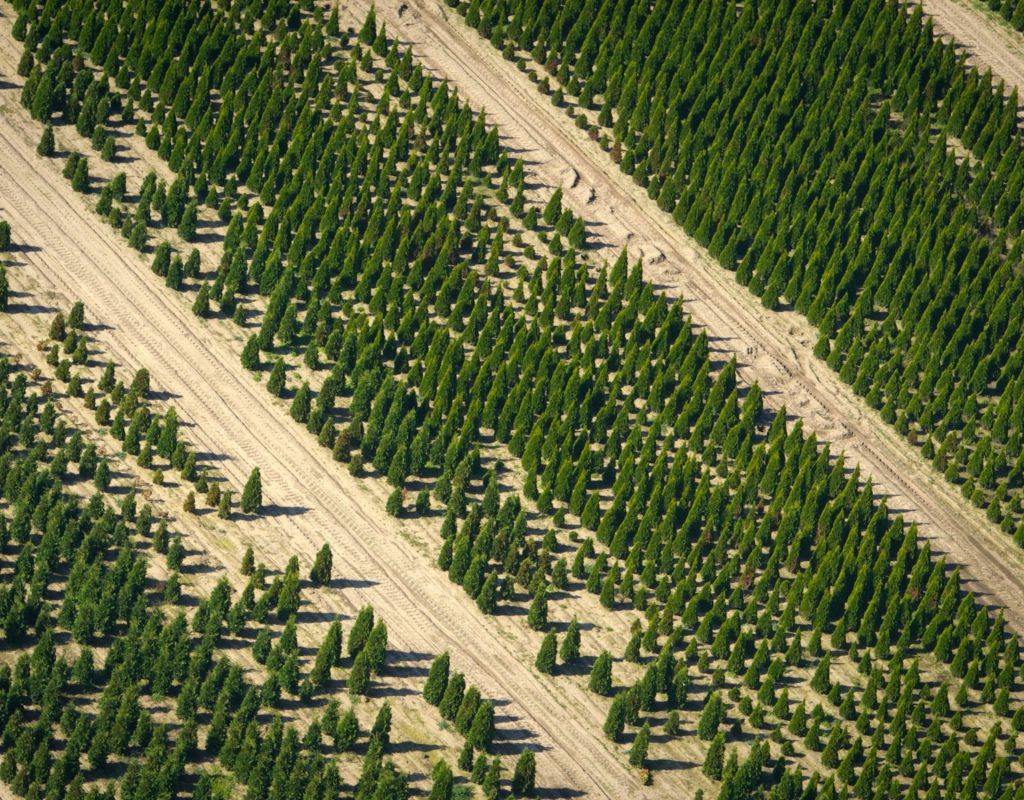 Weihnachtsbaum Plantage