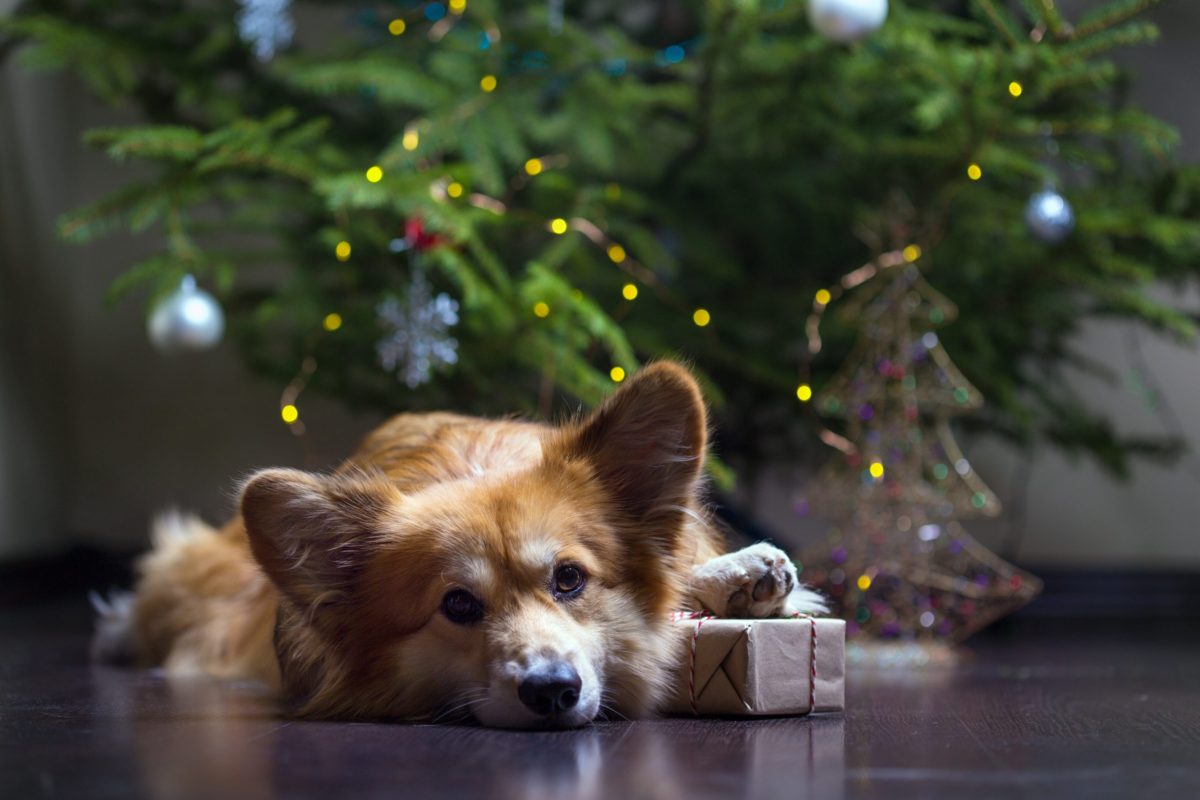 Weihnachten Hund