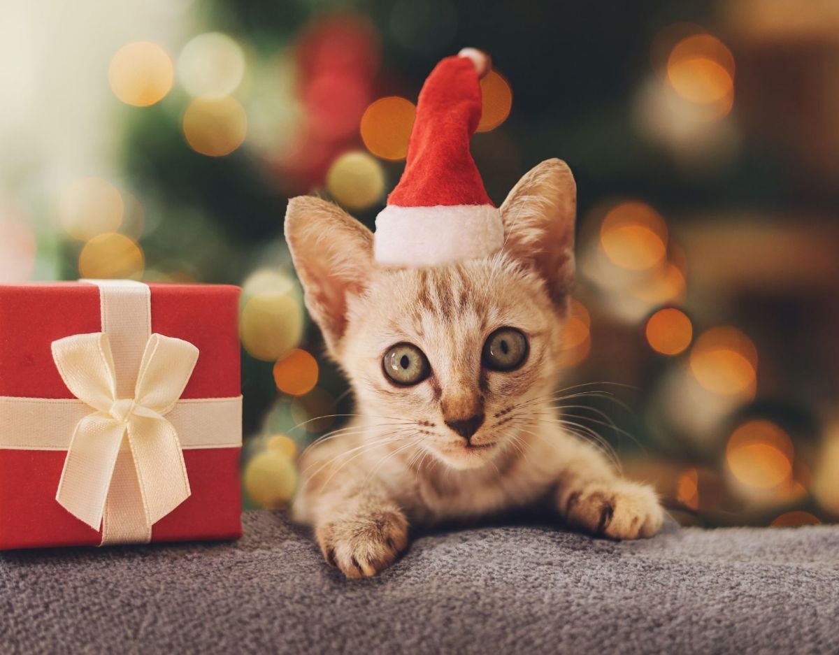 Geschenke für Katzen