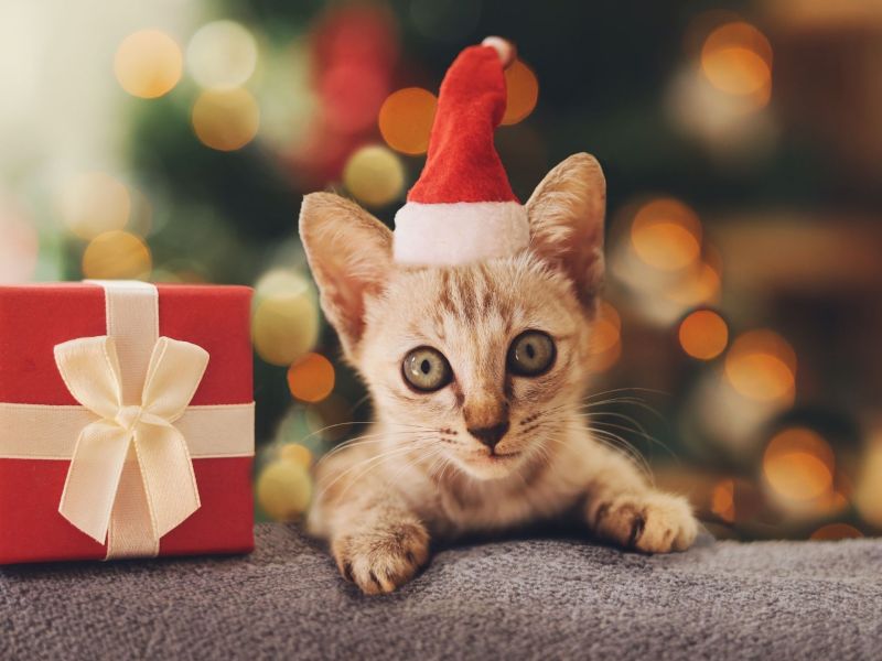 Geschenke für Katzen