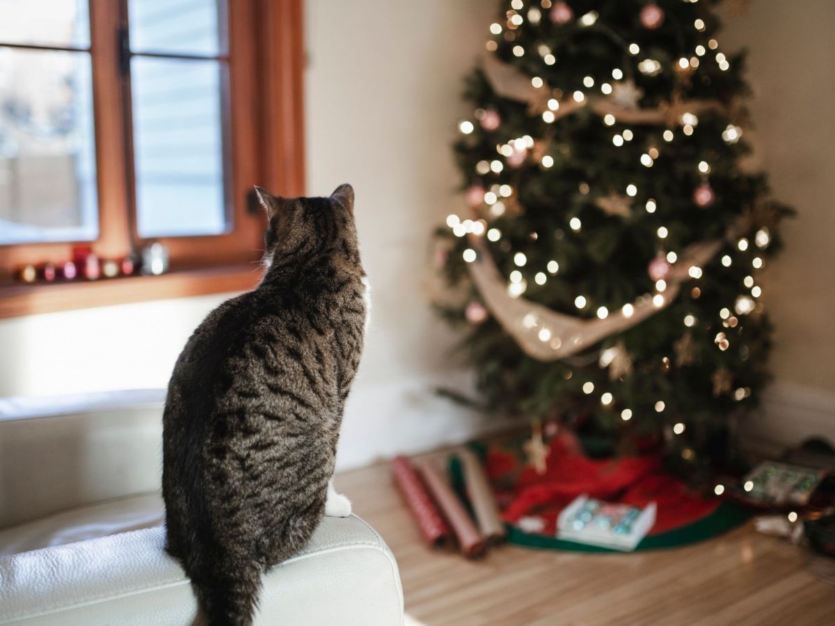 Katze Weihnachtsbaum