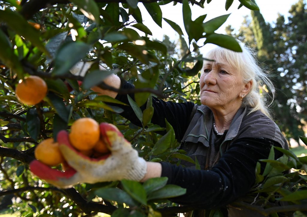 Mandarinen Ernte