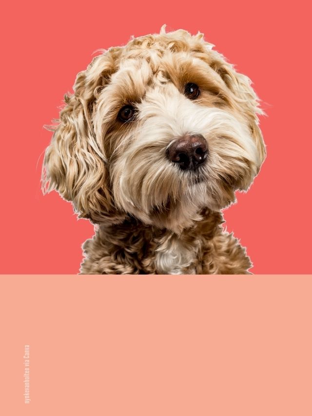 5 Fakten über Hunde