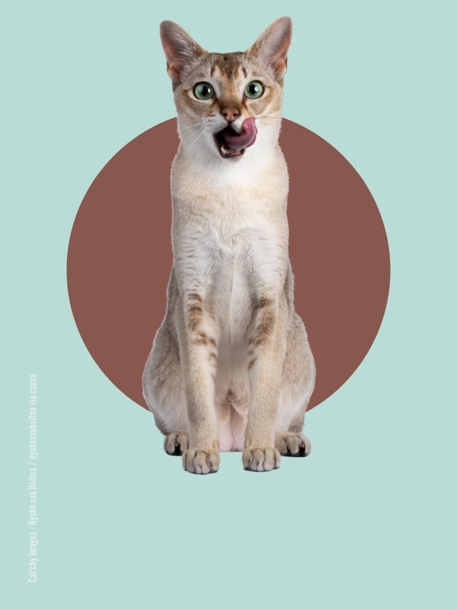 6 Fakten über Katzen
