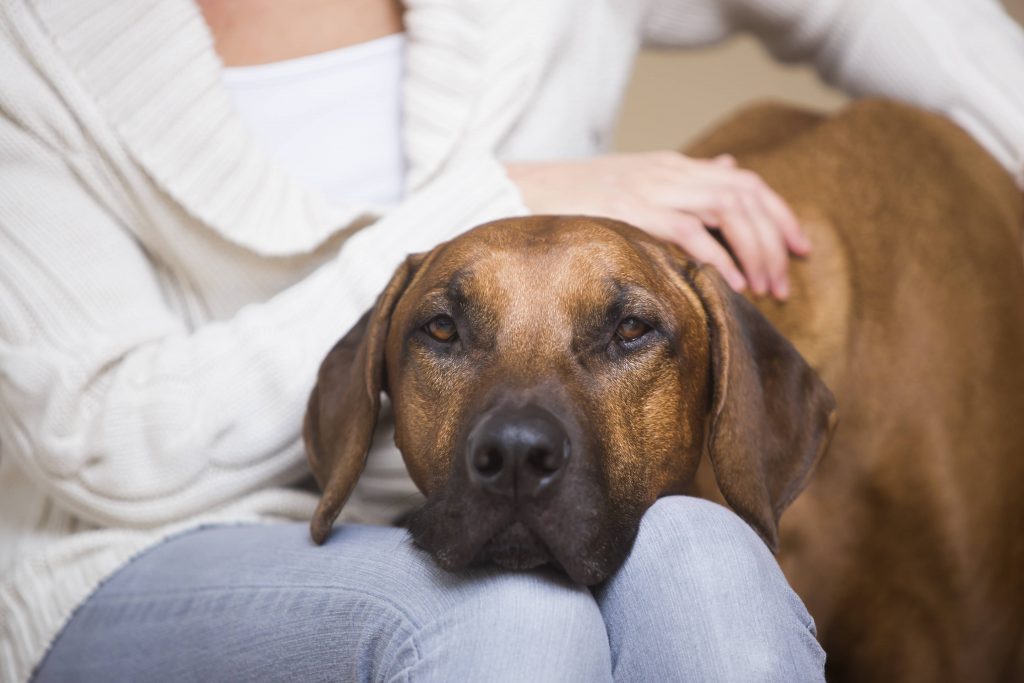 hund Sternzeichen