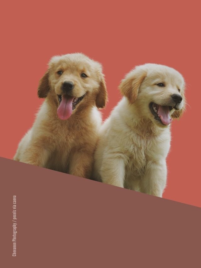 Wie viel kostet ein Hund?