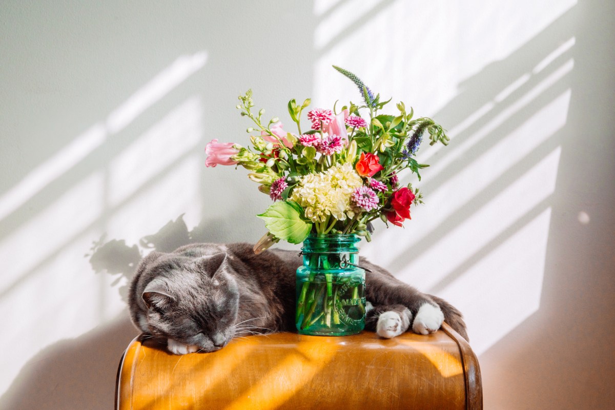 Blumen giftig Katze