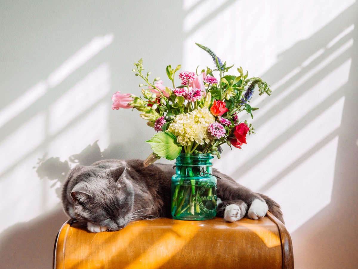 Blumen giftig Katze