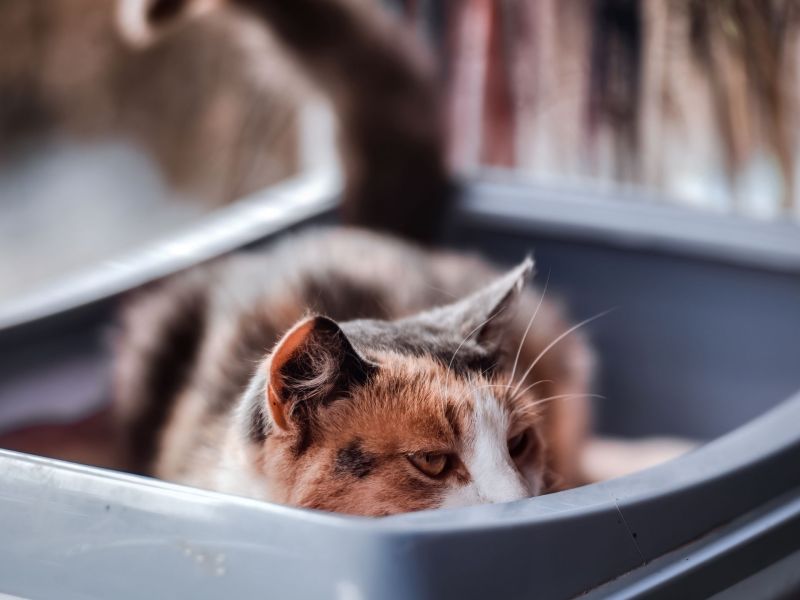 Katzen Katzenklo