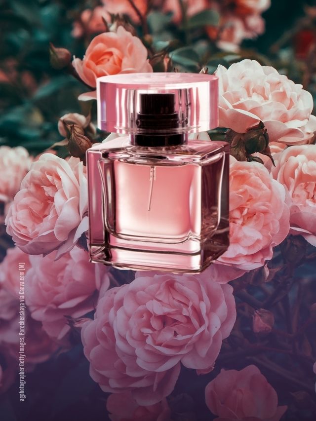 Die beliebtesten Frauen-Parfums