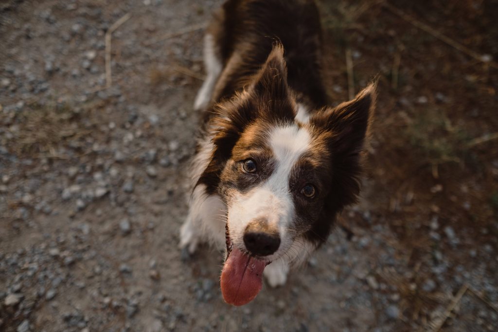 Fröhlicher Hund