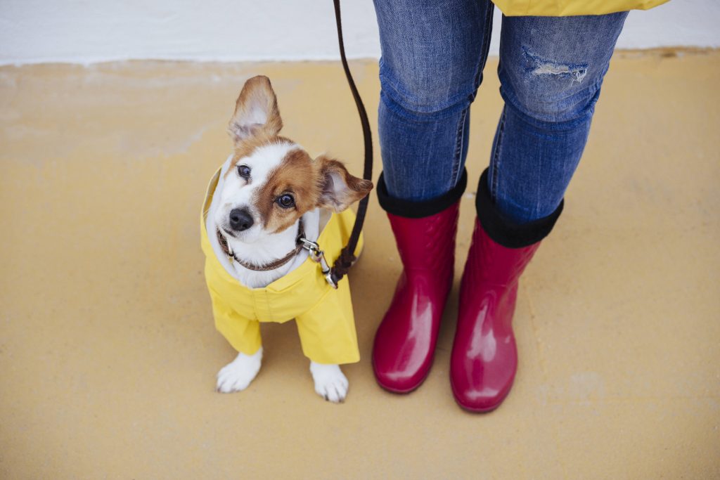 Hund mit Regenmantel