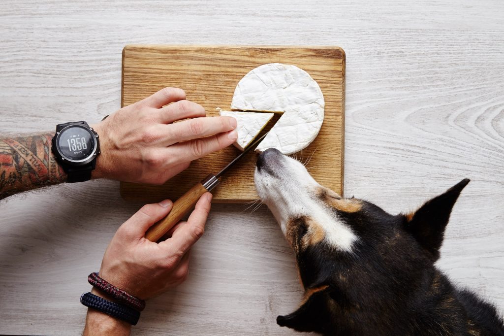 Camembert Hund