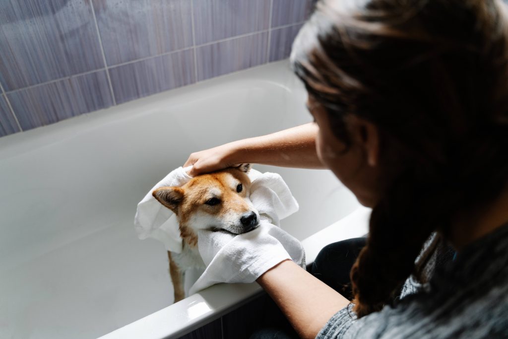 Hund beim baden