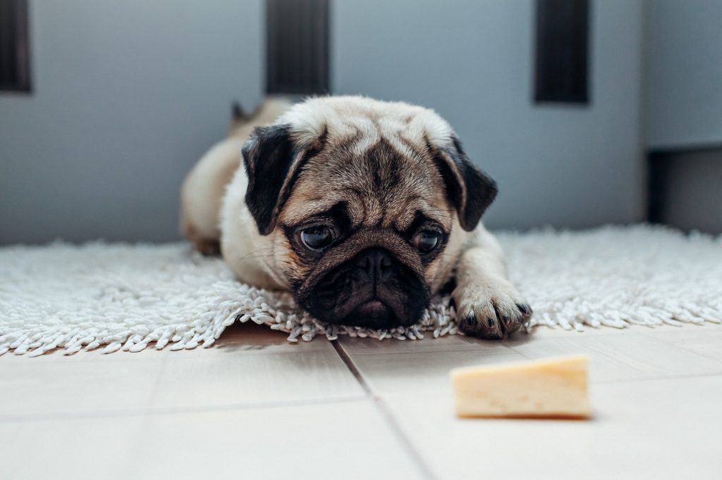 Tog Tillid Politik Dürfen Hunde Käse essen? Diese 3 Käsesorten können tödlich sein - wmn