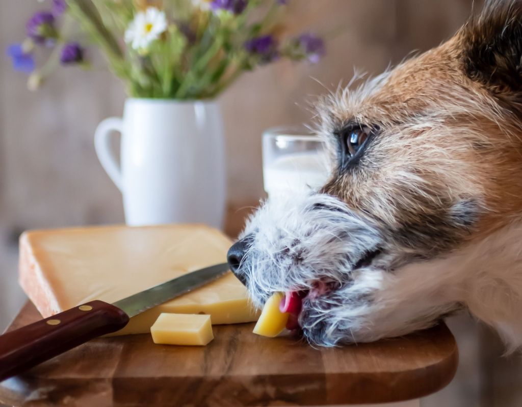 Hund nascht Käse