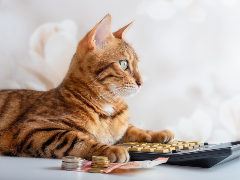 Katze sitzt vor Geld und einem Taschenrechner.