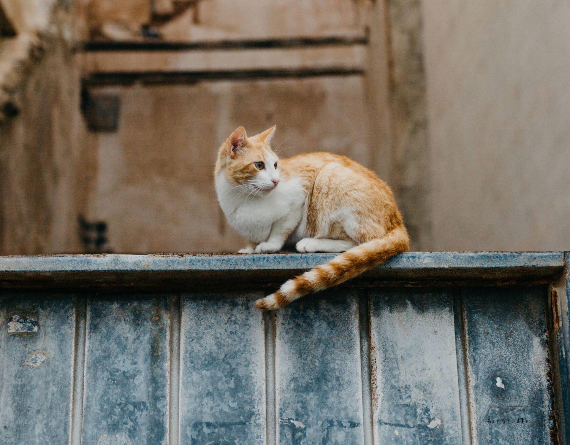 20-Jahre-oder-mehr-So-hoch-ist-die-Lebenserwartung-von-Katzen-wirklich