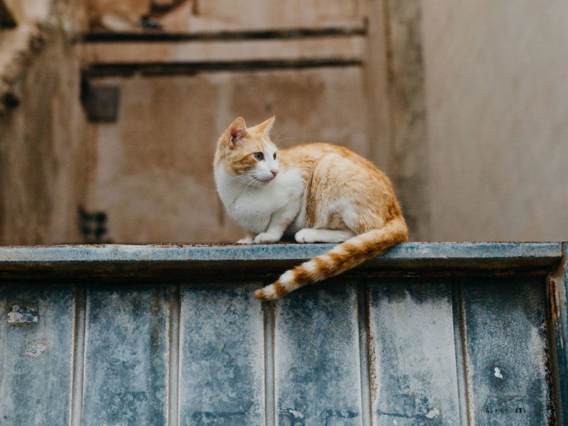 Katze auf einer Mauer