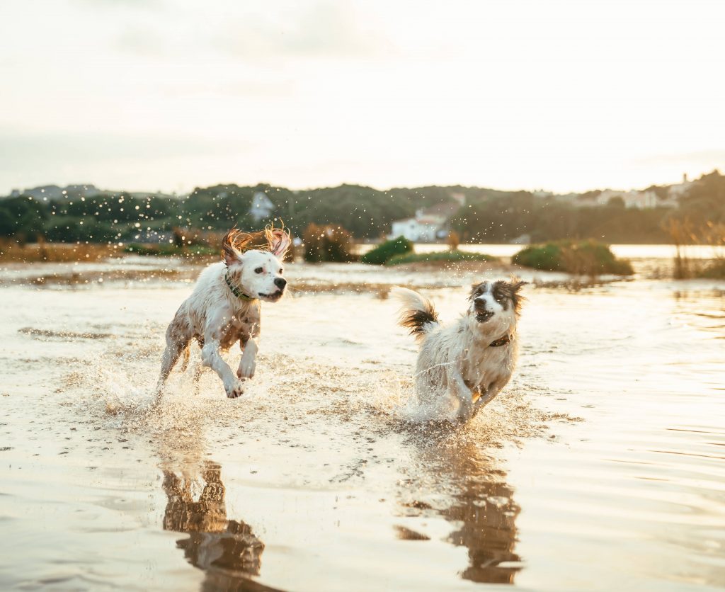 Spielende Hunde im Wasser