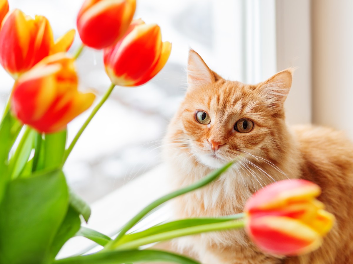 Öko-Test warnt: Diese Frühjahrsblumen können deine Katze vergiften