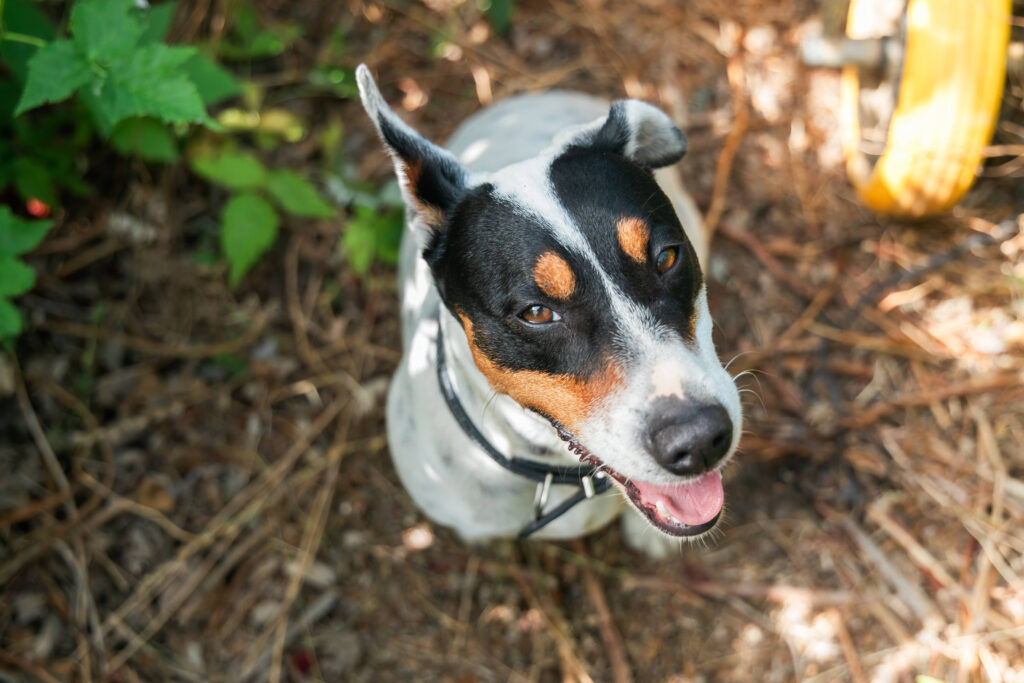 Hund von oben