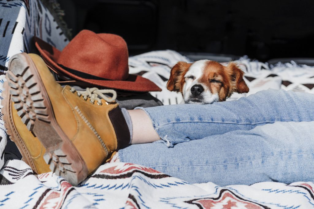 Hund liegt auf Frau Beine