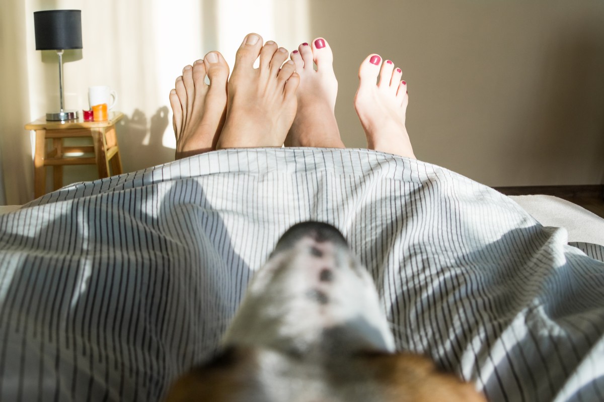 Füße schauen aus der Bettdecke und Hund riecht Sex.