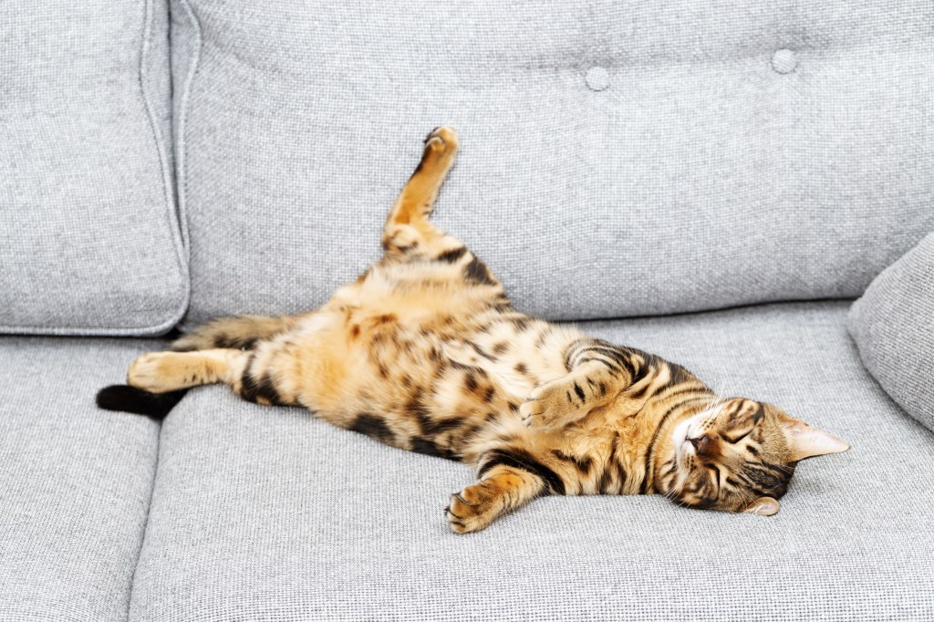 Katze mit Hängebauch liegt auf dem Sofa.