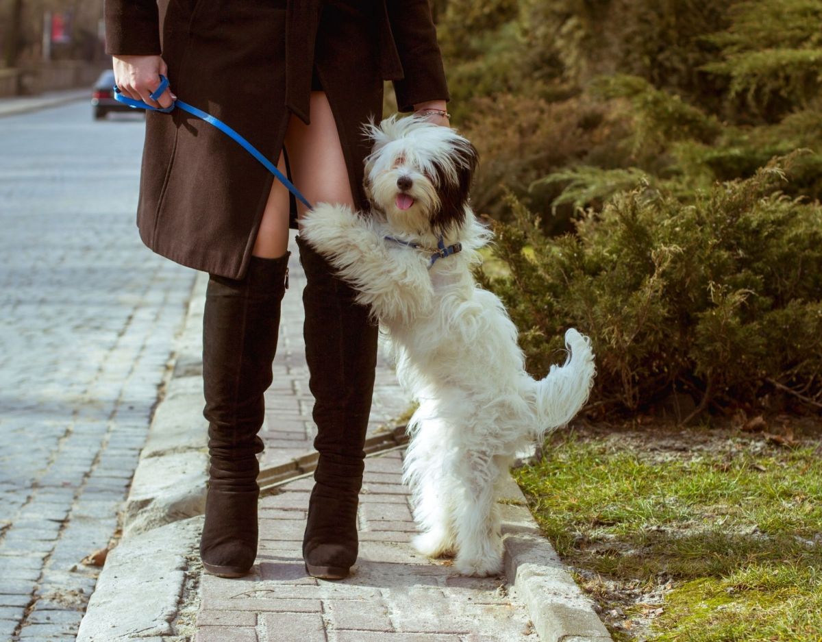 Mein Hund drückt sich an mich