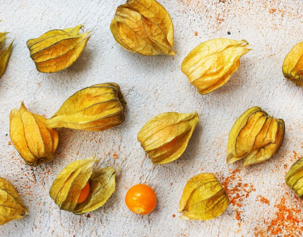 Physalis