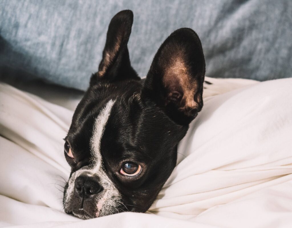 Bulldogge im Bett