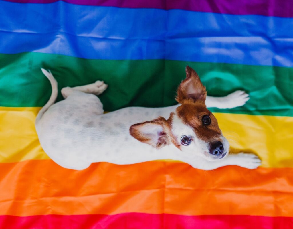 Hund auf einer Regenbogenflagge