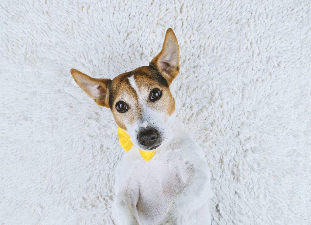 Hund mit gelber Schleife