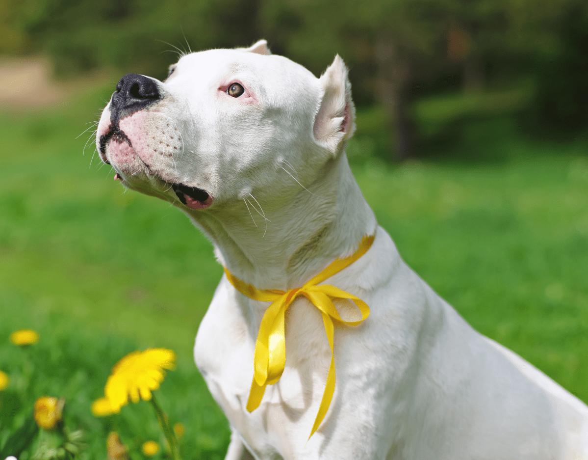 Hund mit gelber Schleife im Gras.