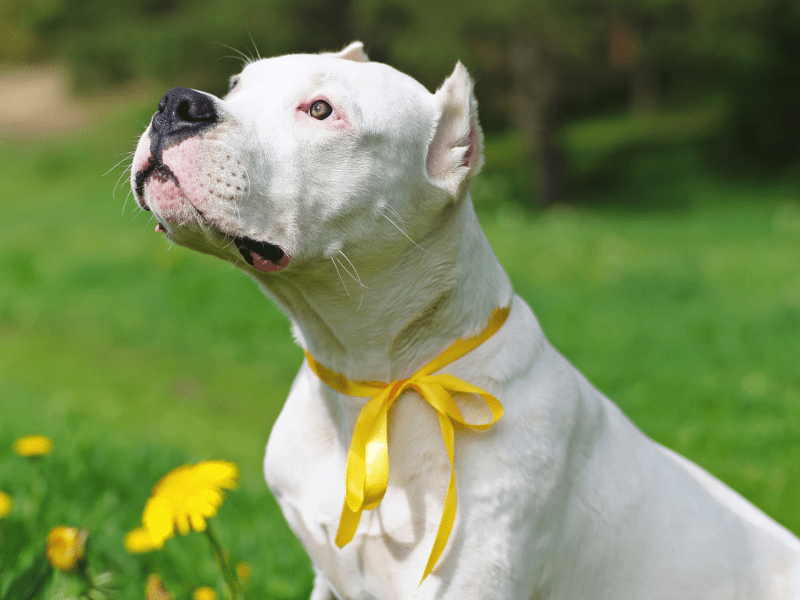 Hund mit gelber Schleife im Gras.