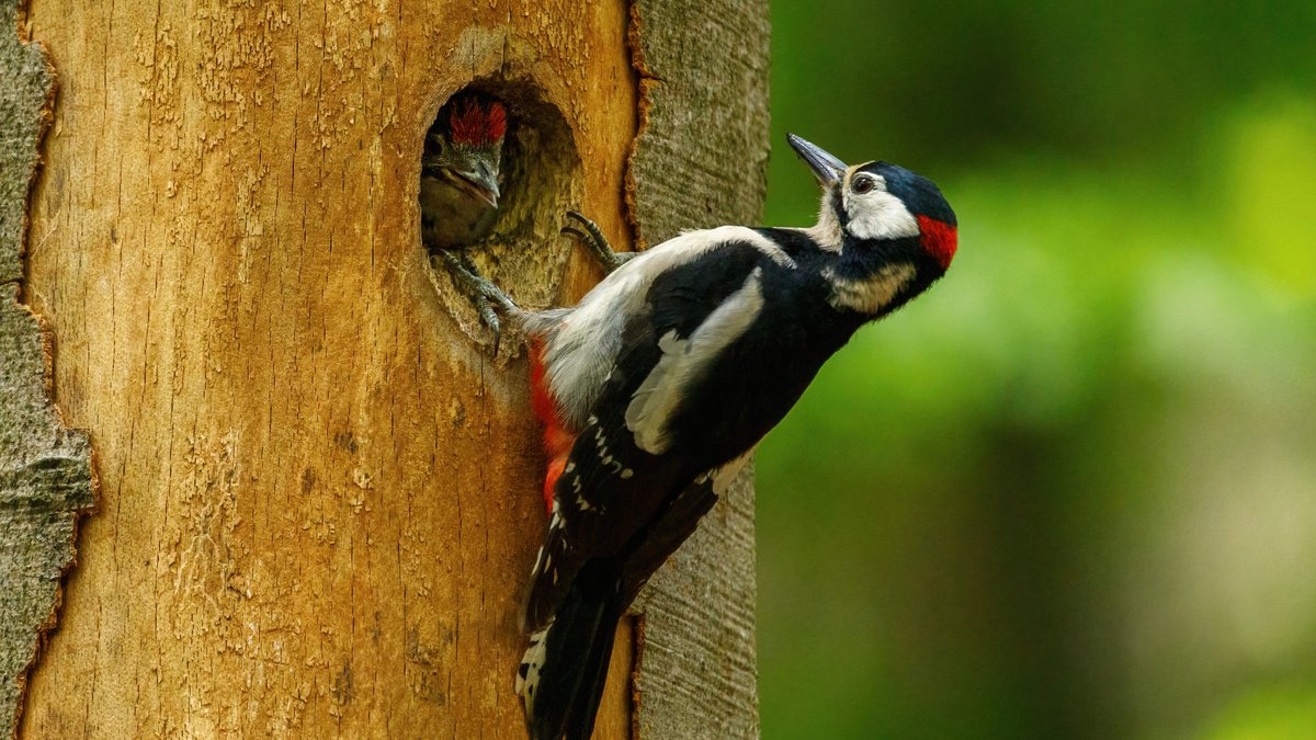 Auch Spechte sind in den heimischen Gärten und Wäldern anzutreffen.. © Vaclav Matous/Shutterstock.com