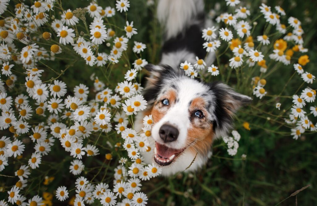 Hund Blumen