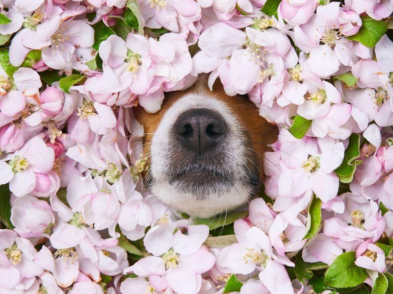 Hundeschnauze in Blumen