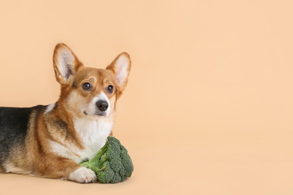 Hund mit Brokkoli
