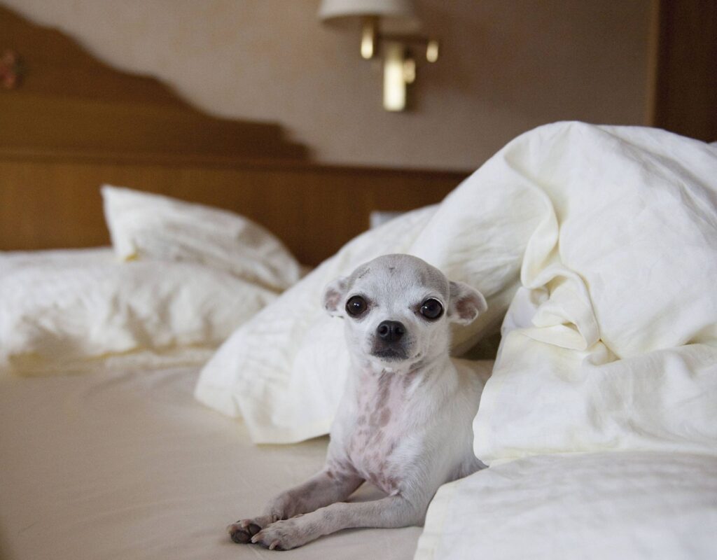grinende ryste knoglebrud Hotel mit Hund: Diese 3 Städte sind besonders tierfreundlich - wmn