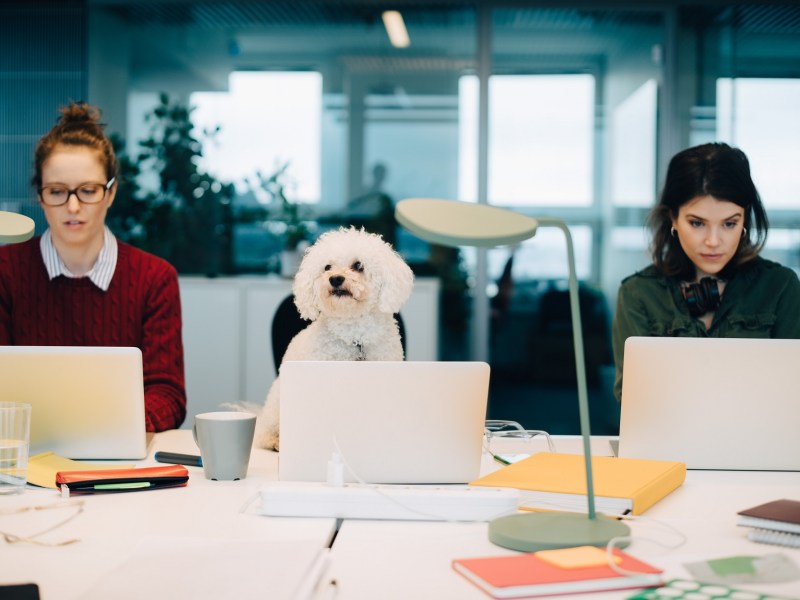 Hund im Büro