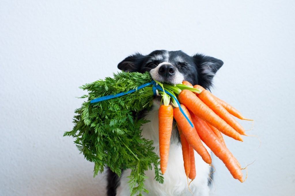 Hund Karotten
