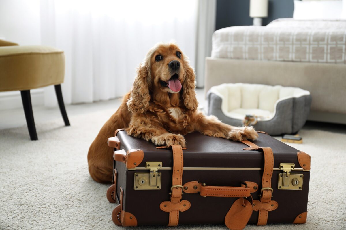 Hund mit Koffer